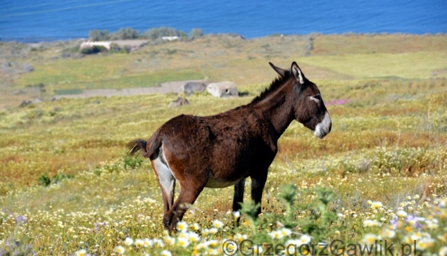 Osioł niedaleko półwyspu Koloumbo, Santorini.