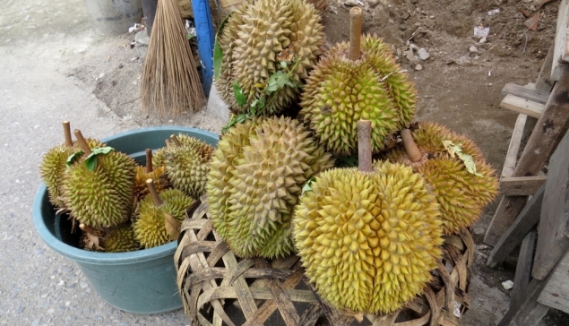 Durian nad jeziorem (superwulkanem) Toba, Sumatra, Indonezja.