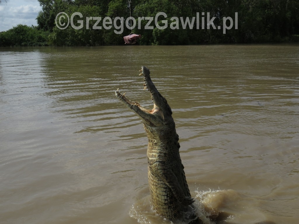 Australia, krokodyl słonowodny.