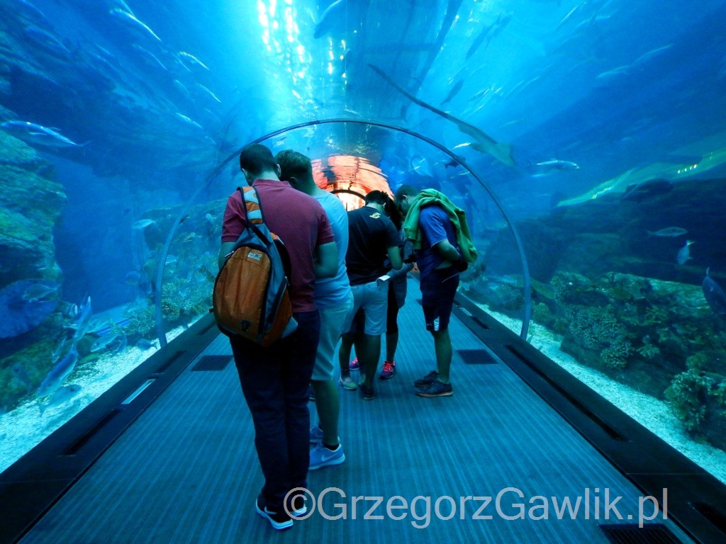 Podwodny tunel w akwarium w Dubaju.