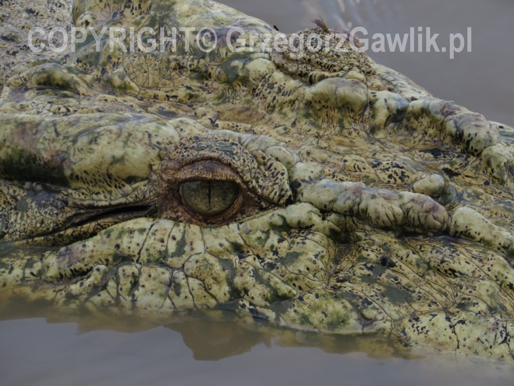 Krokodyl słonowodny w rzece Adelajda.