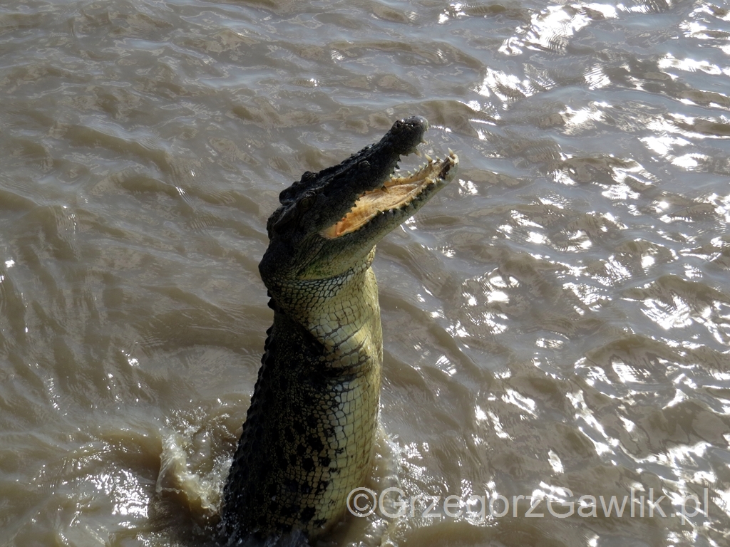 Krokodyl slonowodny, rzeka Adelajda