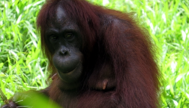 Orangutan