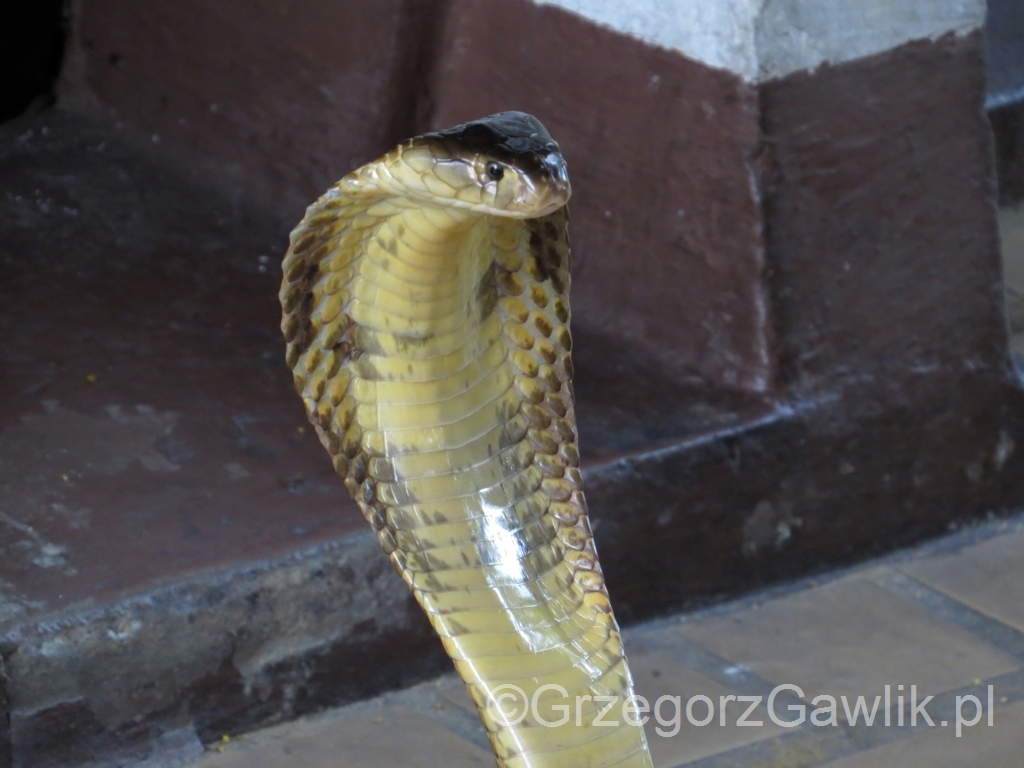 Farma węży - Bangkok, kobra