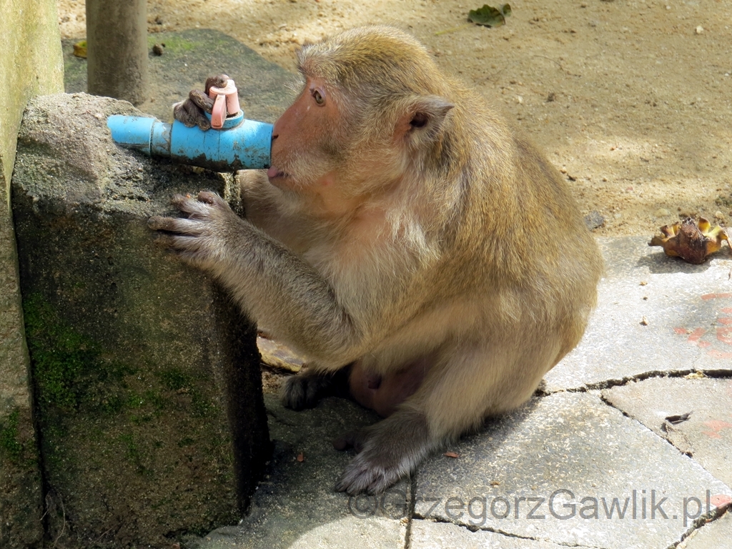 Przed Swiatynia Malp (Wat Suwankuha)