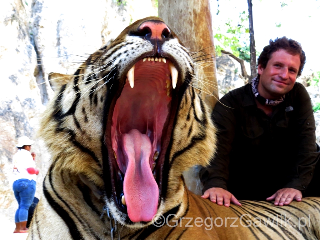 Minizoo zwane Tiger Temple