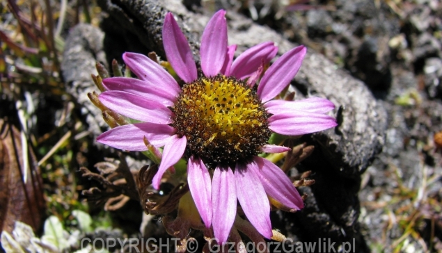 Himalaje Nepalu, ok. 5300m.