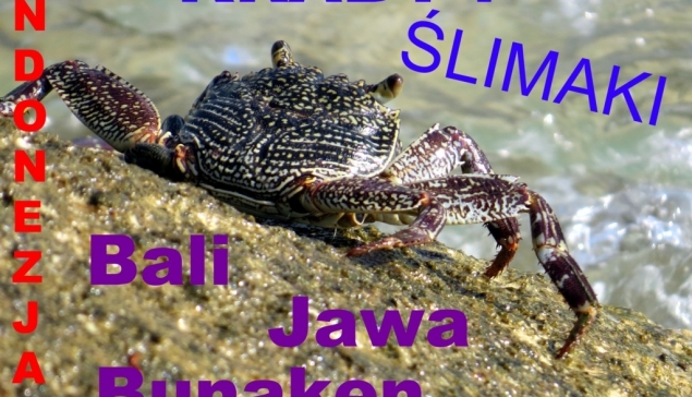 Kraby i ślimaki 